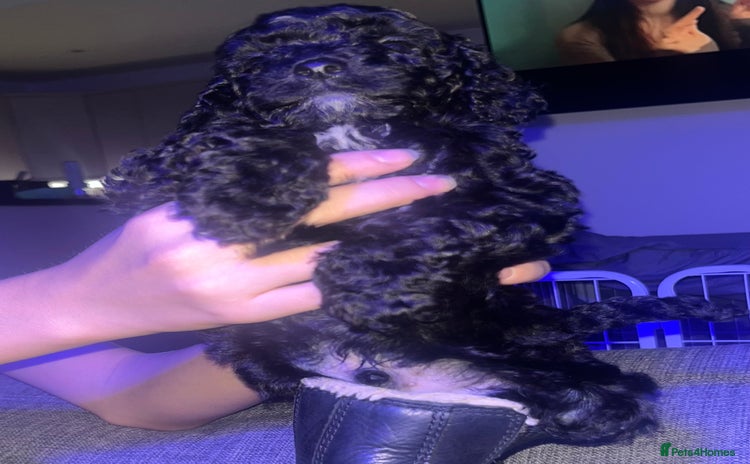 Cockapoo dogs Stunning litter of f1b cockapoo puppies READY FRI  - Advert 16