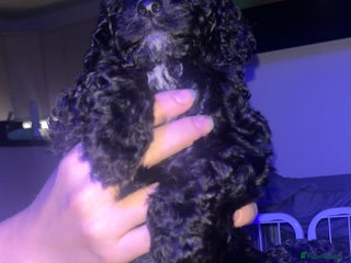 Cockapoo dogs Stunning litter of f1b cockapoo puppies READY FRI - Advert 5