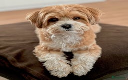 Havanese dogs for sale: Adorable Havanese Puppy - Image 3