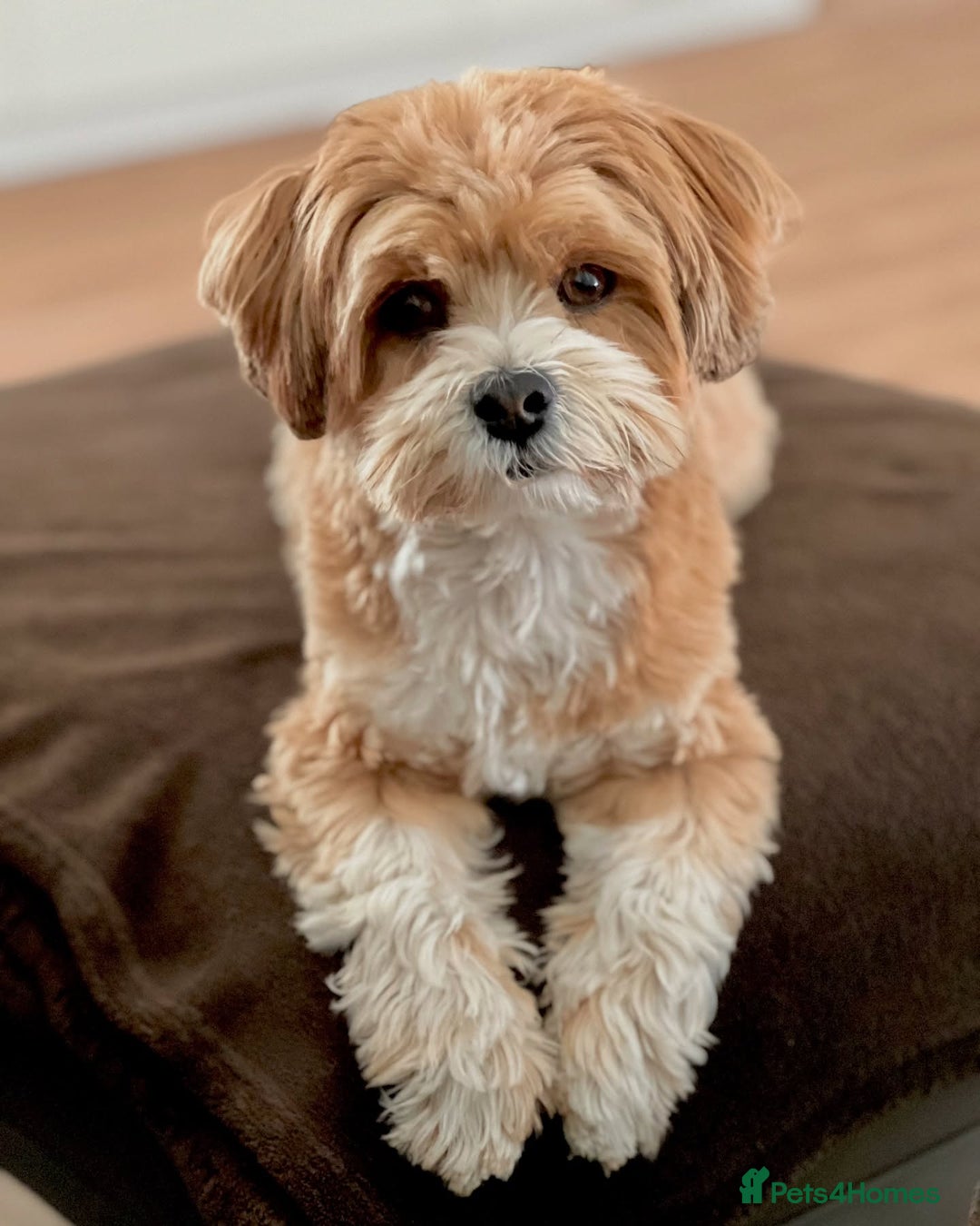 Havanese dogs for sale: Adorable Havanese Puppy - Image 3
