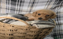 Miniature Dachshund dogs for sale: Longhair miniature Duchshund 🩵1boy 1girl left🩷 - Advert 24