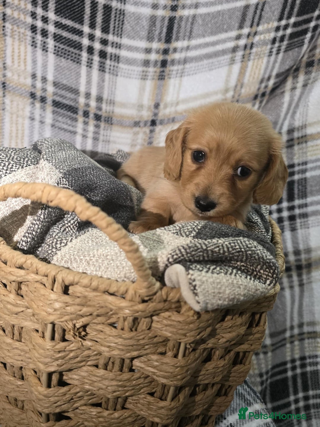 Miniature Dachshund dogs for sale: Longhair miniature Duchshund 🩵1boy 1girl left🩷 - Advert 24