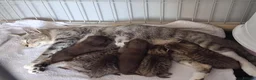 Mixed Breed cats for sale: 6 Beautiful Playful Kittens - 3g 3b  - Advert 1