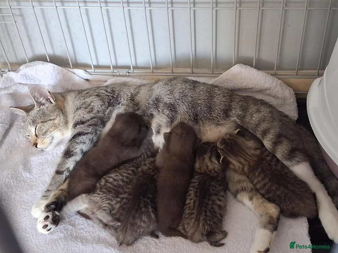 Mixed Breed cats for sale: 6 Beautiful Playful Kittens - 3g 3b  - Advert 1