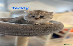Persian cats for sale: **ALL SOLD** 5 Beautiful Persian Kittens in Doncaster - Image 4