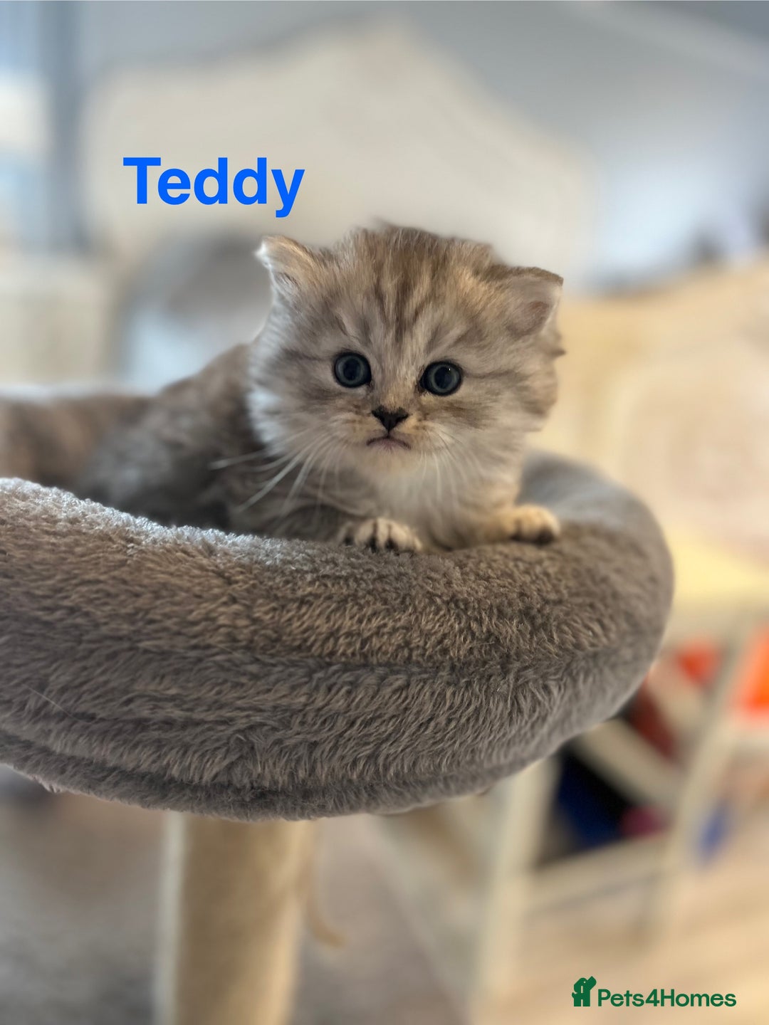 Persian cats for sale: **ALL SOLD** 5 Beautiful Persian Kittens in Doncaster - Image 4
