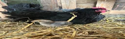 Chickens poultry for sale: French maran 7 cream leg bar chicks - Advert 2