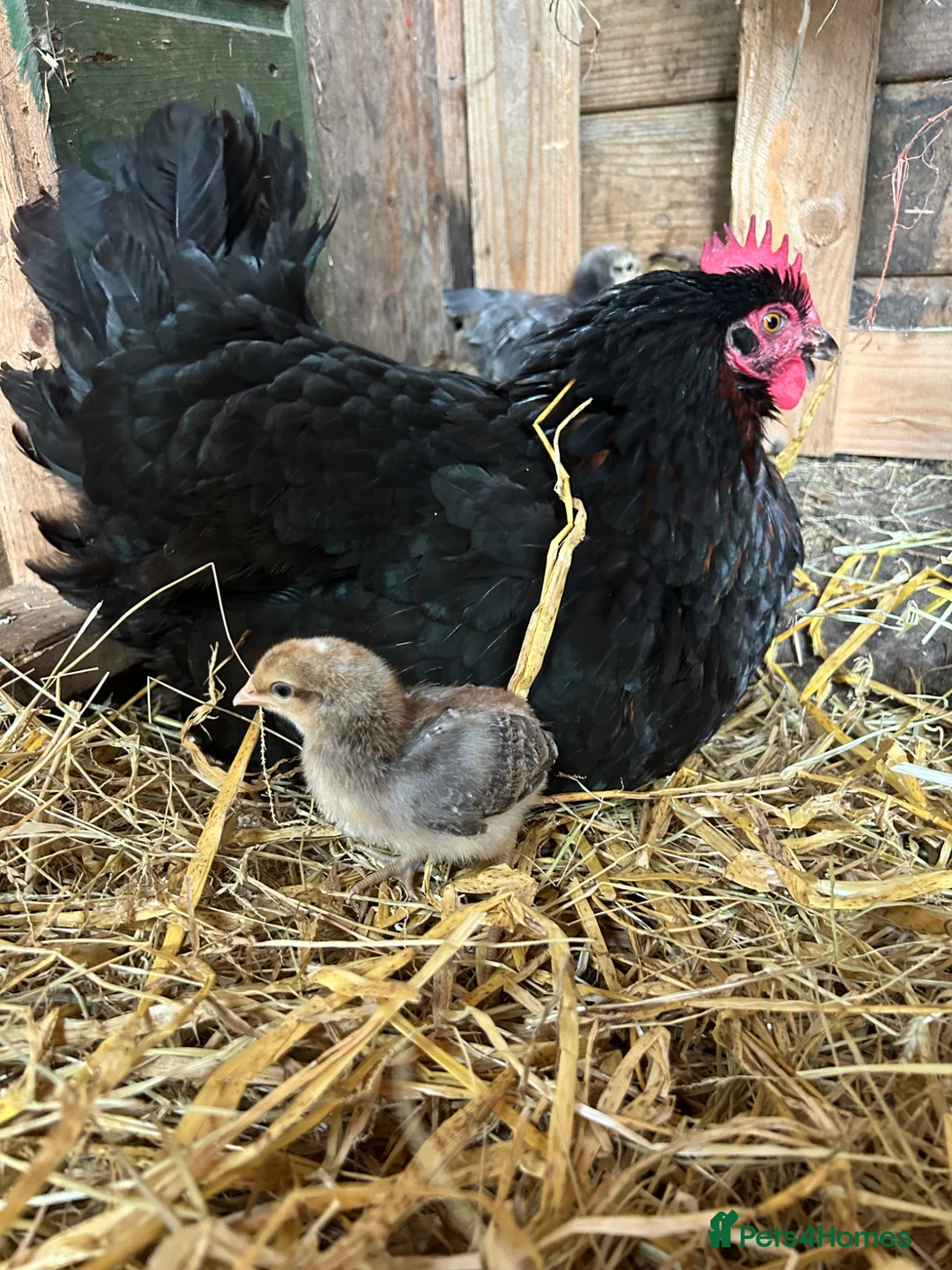 Chickens poultry for sale: French maran 7 cream leg bar chicks - Advert 2