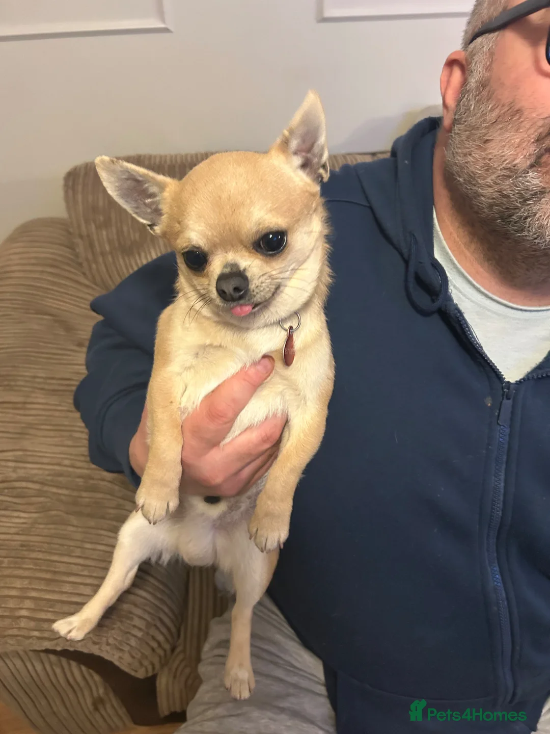 Chihuahua dogs for sale: Chihuahua male for sale in Widnes - Advert 2