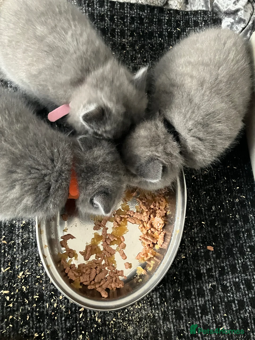 British Shorthair cats for sale: 💙 British shorthair 💙 - Advert 2