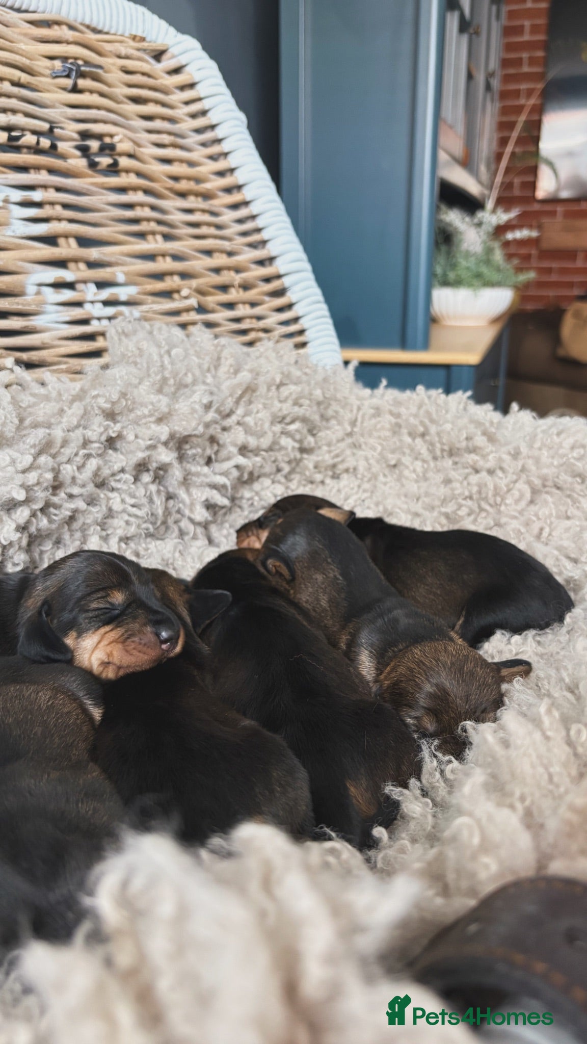 Dachshund dogs ✨Health tested, KC reg true standard wirehairs✨  - Advert 1
