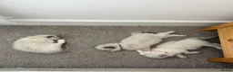 Ragdoll cats for sale: 2 Seal Bicolor Ragdoll Kitten for sale - Advert 11