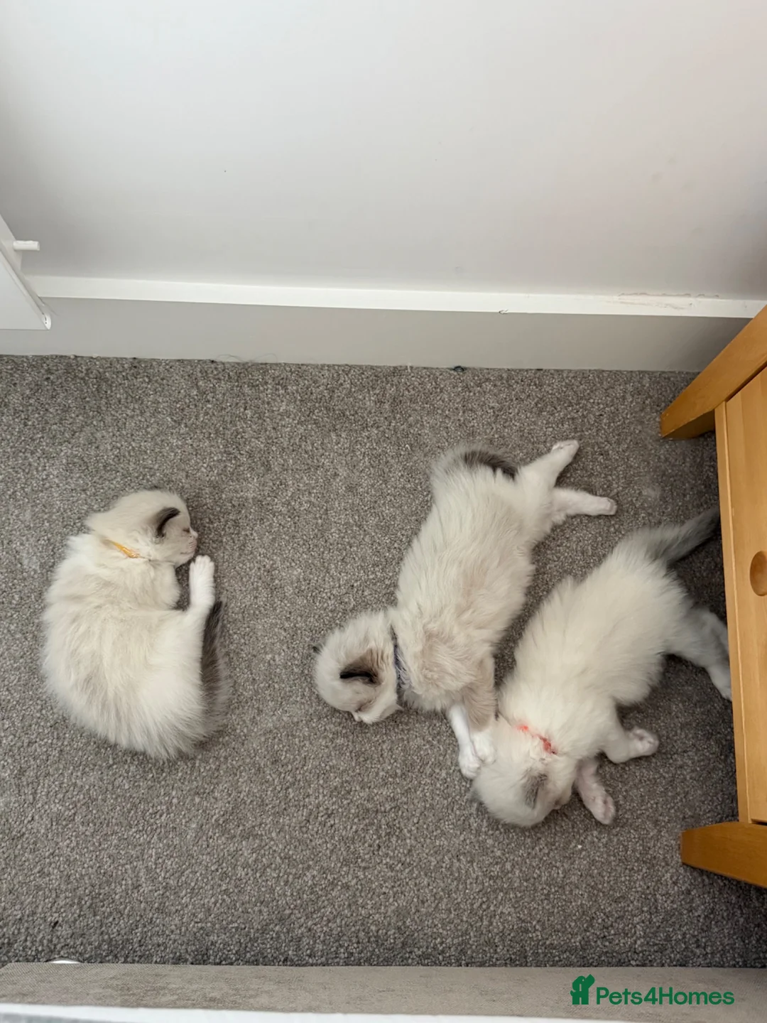 Ragdoll cats for sale: 2 Seal Bicolor Ragdoll Kitten for sale - Advert 11