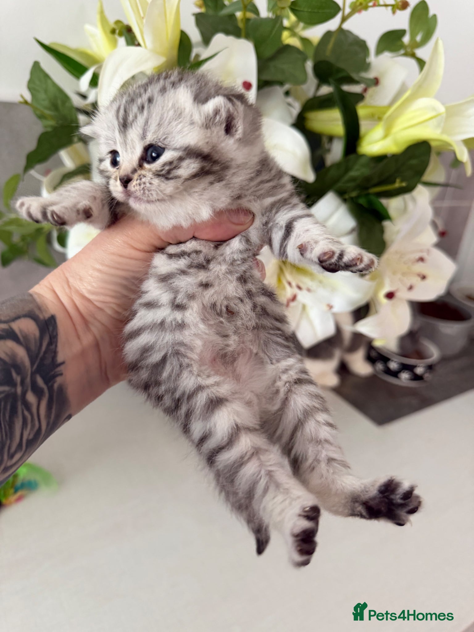 British Shorthair cats Silver classic tabby’s and silver spotted tabby  - Advert 18