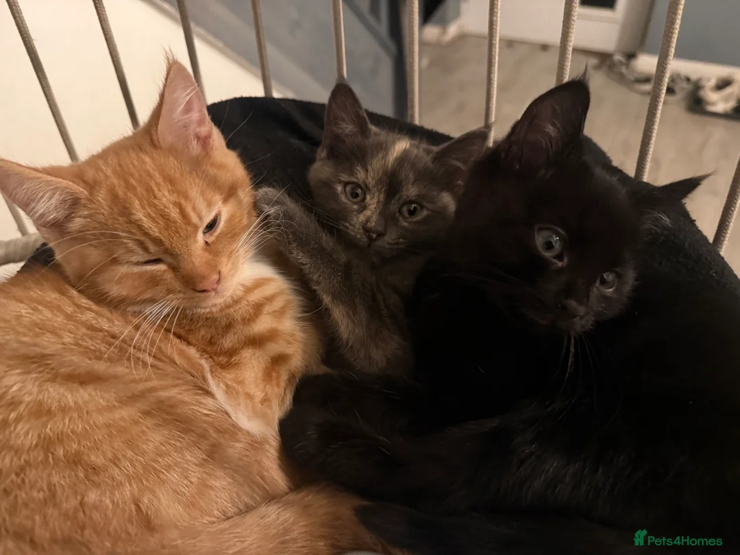 Mixed Breed cats for sale: MISTY AND NACHO ⭐️ - Advert 6