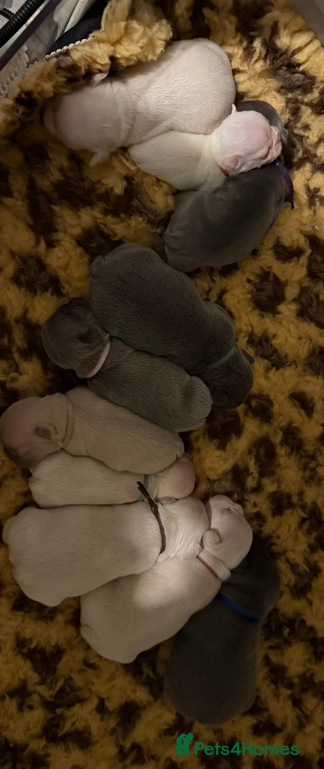 French Bulldog dogs for sale: Highly Health tested French Bulldog Puppies - Advert 1