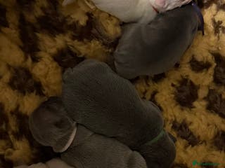 French Bulldog dogs Highly Health tested French Bulldog Puppies - Advert 1