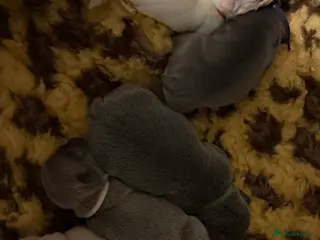 French Bulldog dogs Highly Health tested French Bulldog Puppies - Advert 1