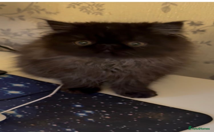 Persian cats REDUCED GCCF  PERSIANS  - Advert 2