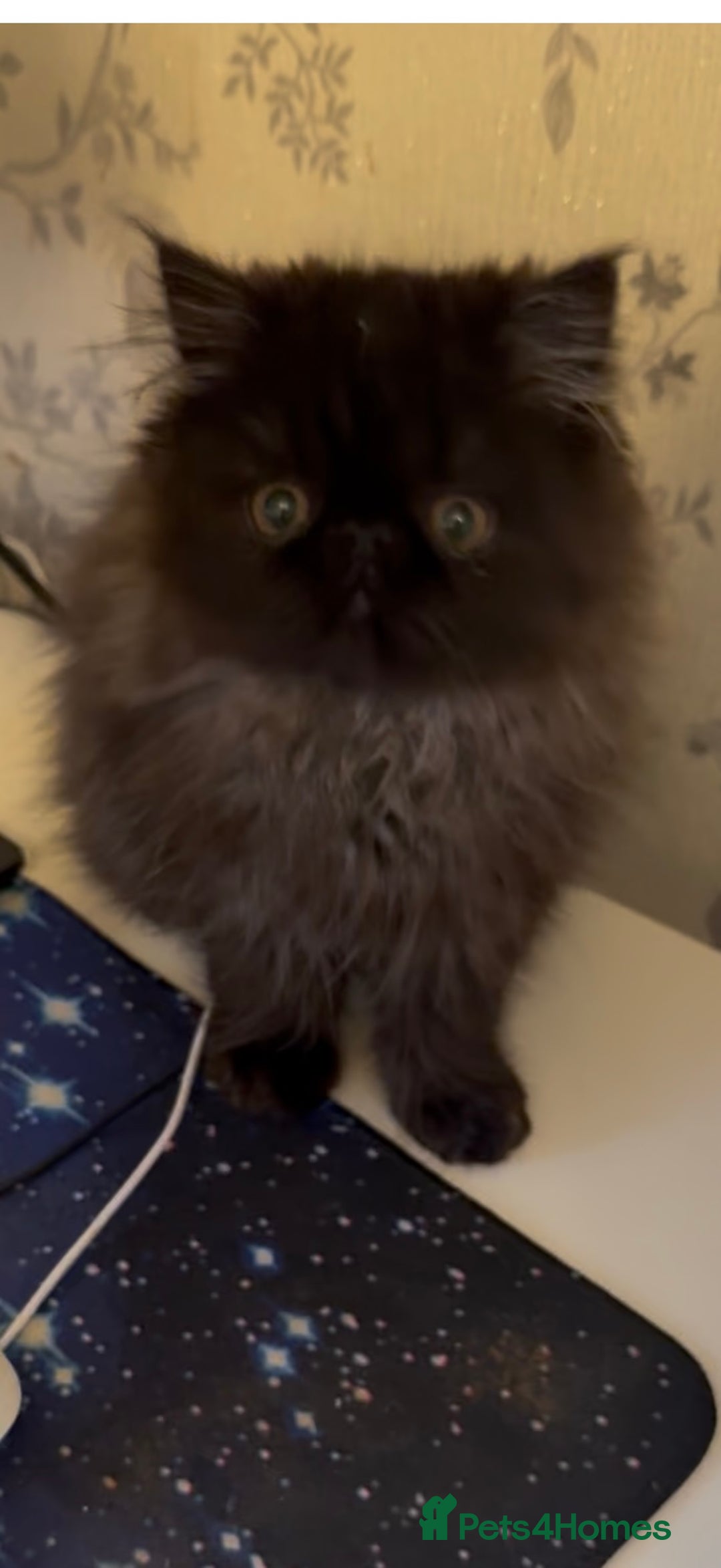 Persian cats for sale: 1 girl left REDUCED GCCF  PERSIANS  - Advert 1