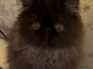 Persian cats REDUCED GCCF PERSIANS - Advert 10