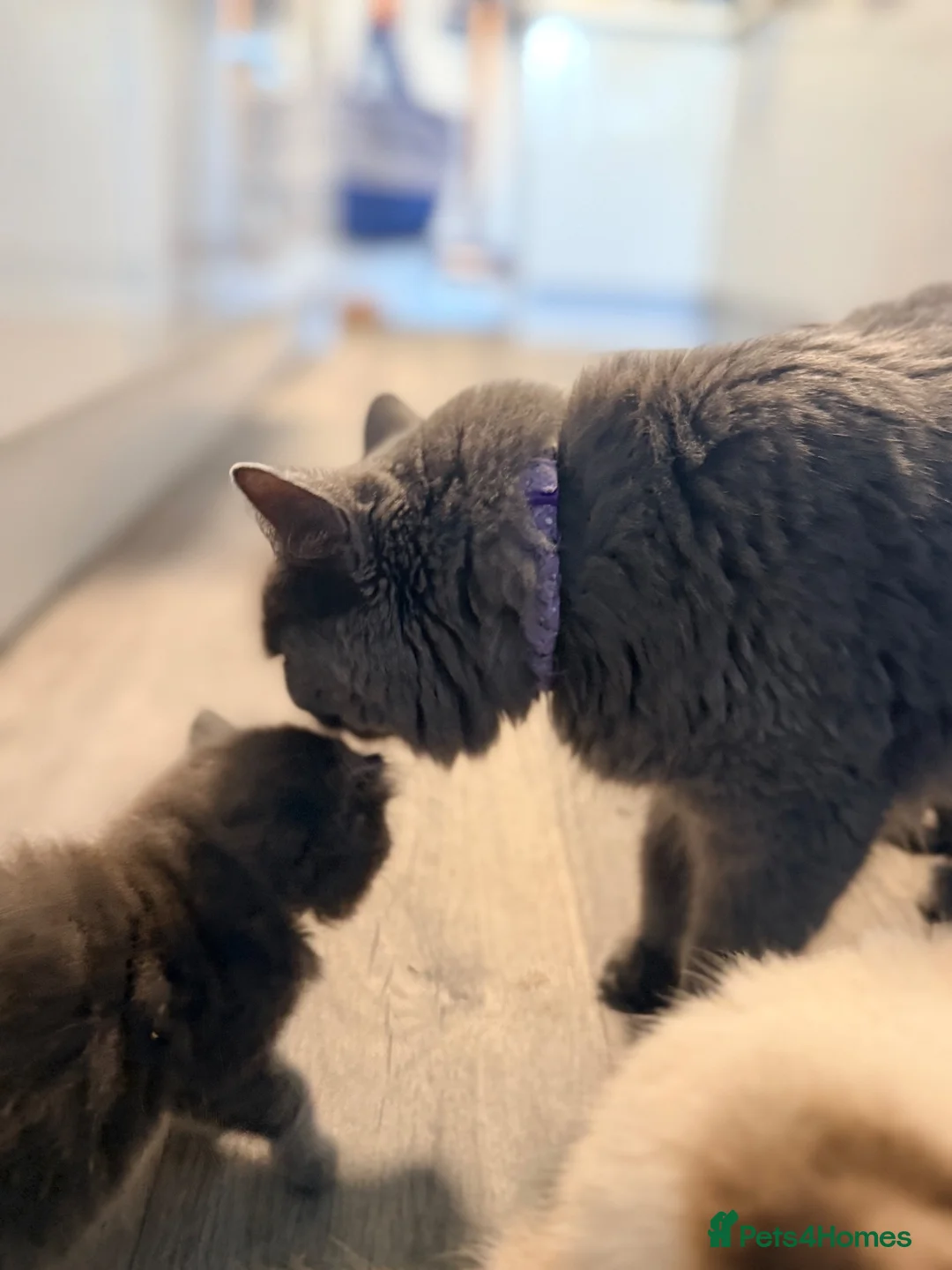 Ragdoll cats for sale: Blue/lilac Ragdoll babies - Advert 1