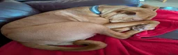 Mixed Breed dogs for sale: Skye  - Advert 3
