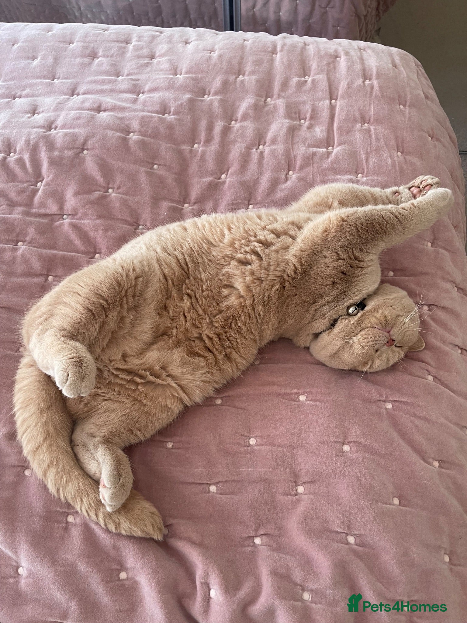Scottish Fold cats Scottish fold and British shorthair kittens - Advert 2