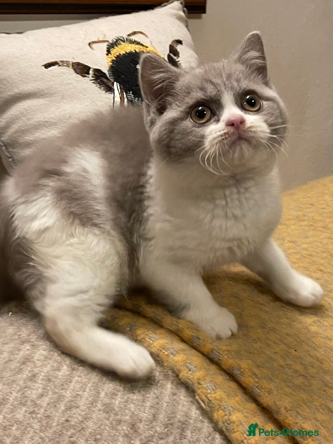 British Shorthair cats for sale: Champion Sired Female BSH - Advert 7