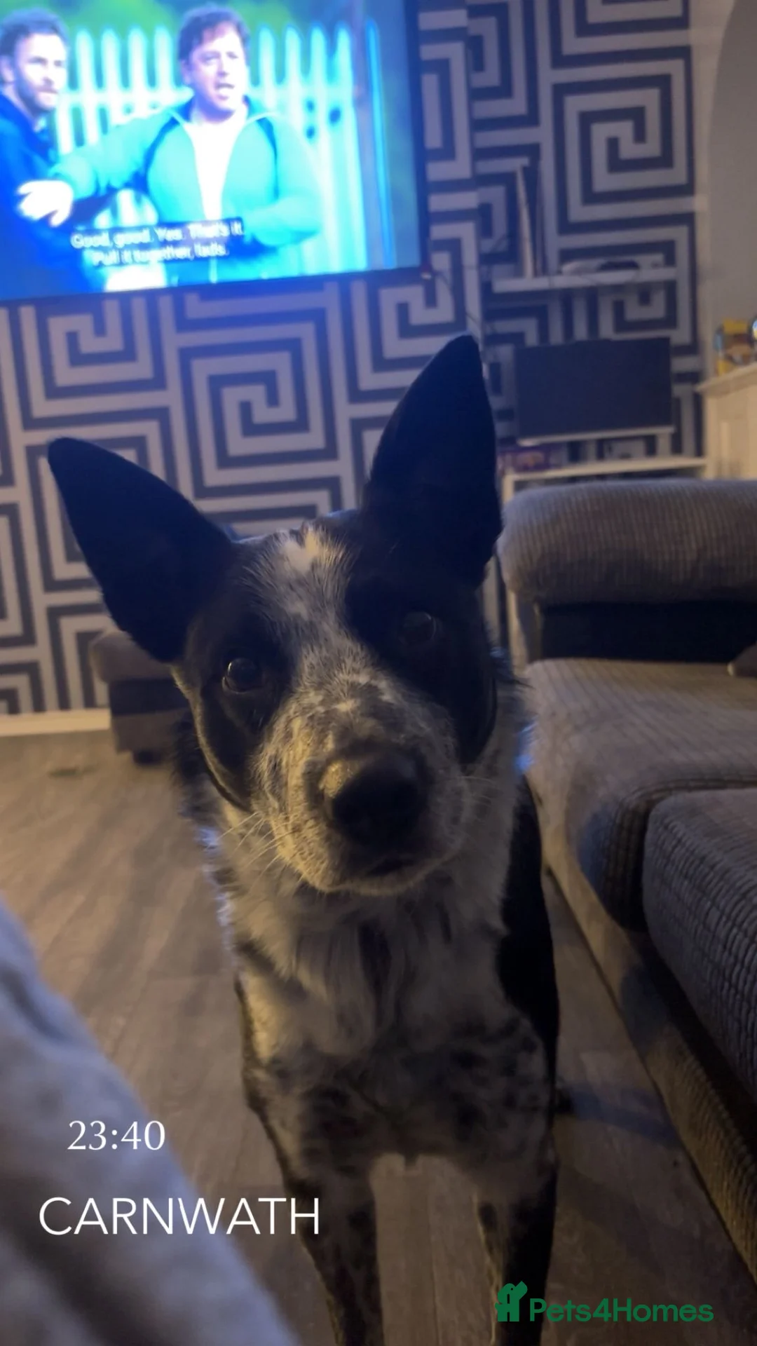 Border Collie dogs for sale: 5 yr old border collie - Advert 3