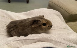 Guinea Pig rodents for sale: RESERVED Gorgeous baby guinea pig boars AVAILABLE  - Image 2