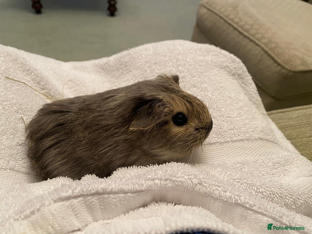 Guinea Pig rodents for sale: RESERVED Gorgeous baby guinea pig boars AVAILABLE  - Image 2