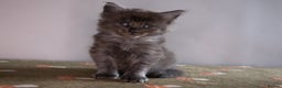 Maine Coon cats for sale: Gorgeous TICA-Registered Maine Coon Kittens! - Advert 30