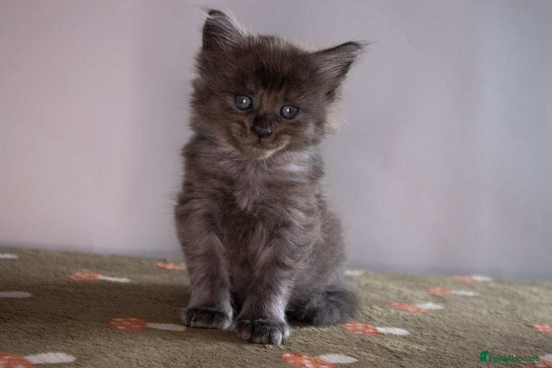 Maine Coon cats for sale: Gorgeous TICA-Registered Maine Coon Kittens! - Advert 30