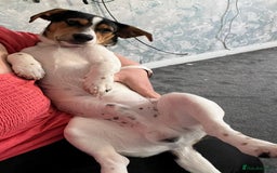 Mixed Breed dogs for sale: 8 month old pup Dobby  - Image 2