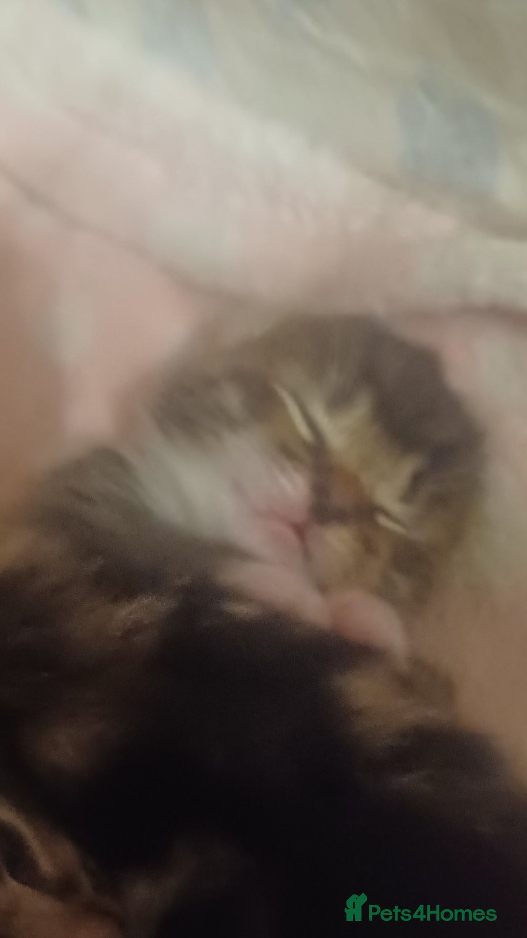 Bengal cats for sale: Gorgeous litter of half bengal babies - Advert 9