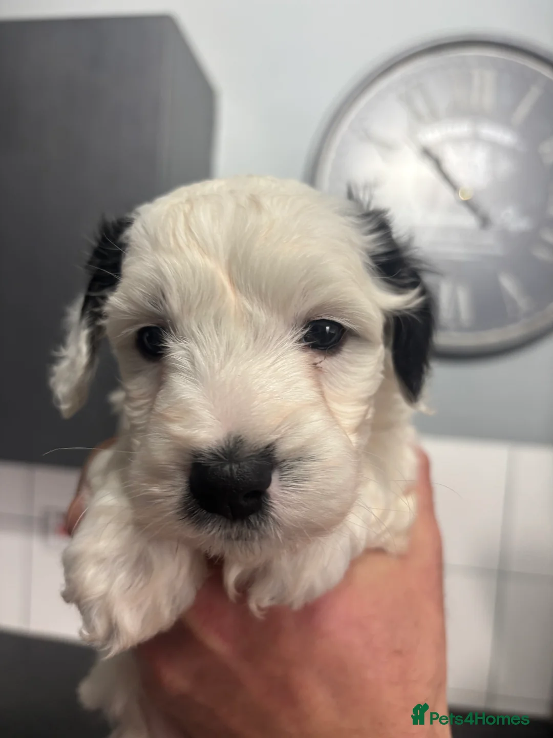 Mixed Breed dogs for sale: Shihpoo puppies - Advert 16