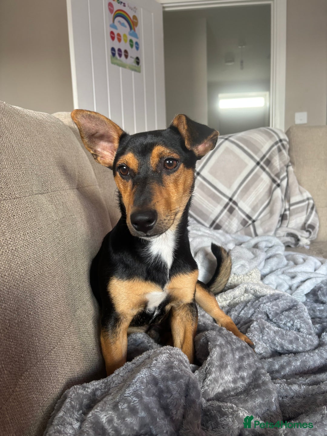 Mixed Breed dogs for sale: my name is chip  - Image 5