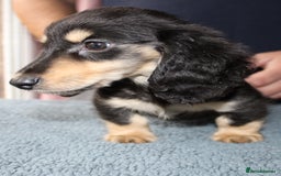 Miniature Dachshund dogs for sale: Black cream and black tan  - Image 6