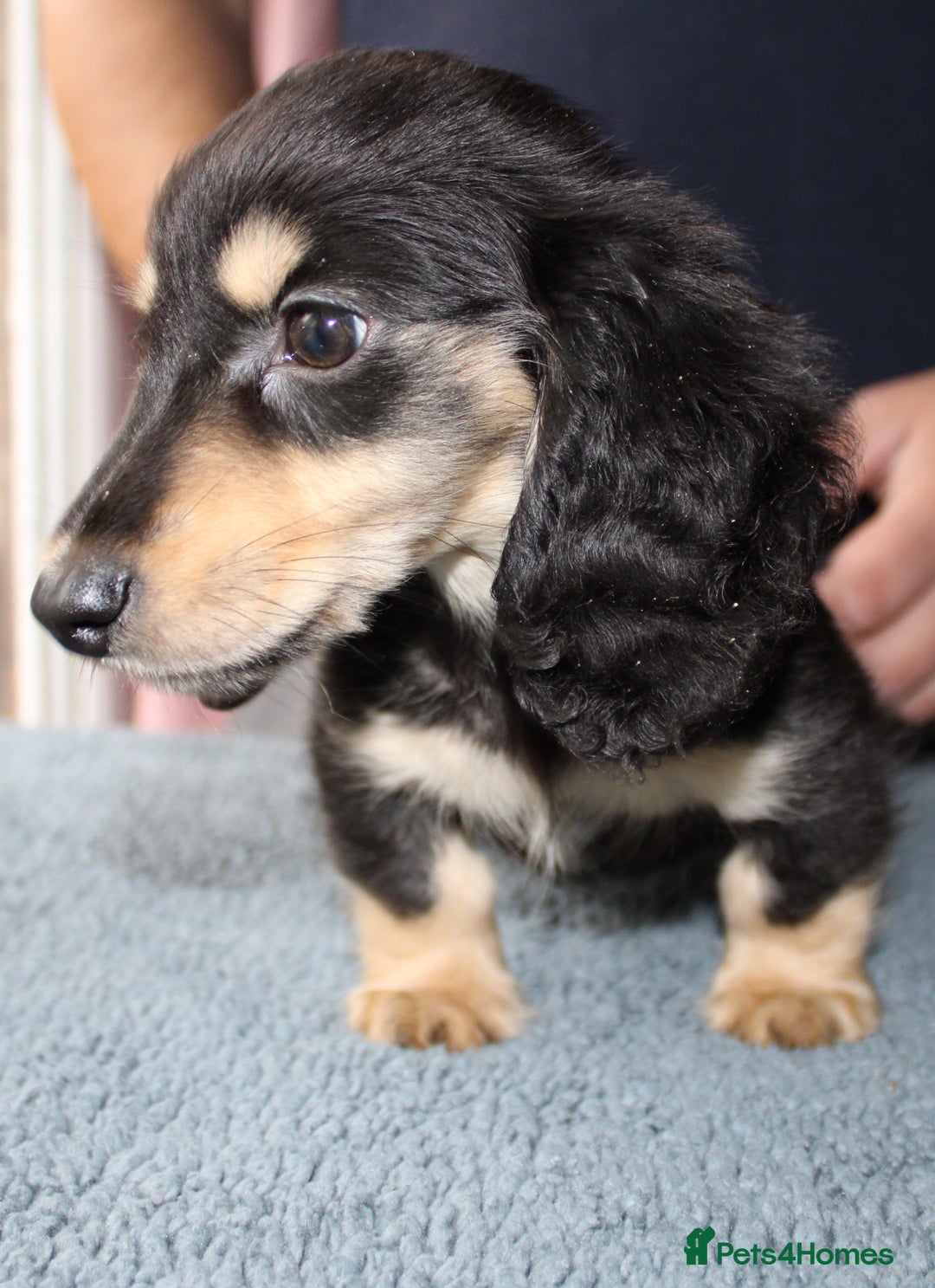 Miniature Dachshund dogs for sale: Black cream and black tan  - Image 6