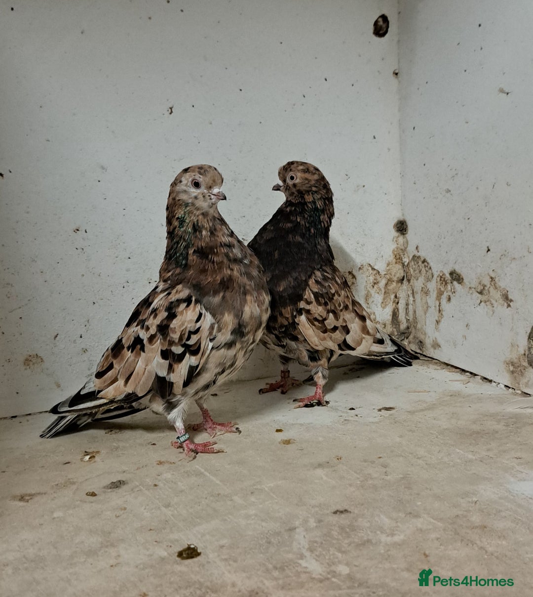 Pigeons birds for sale: Almond tumblers for sale  - Advert 5