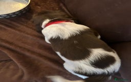 English Springer Spaniel dogs for sale: Stunning English springer spaniels for Sale - Image 9