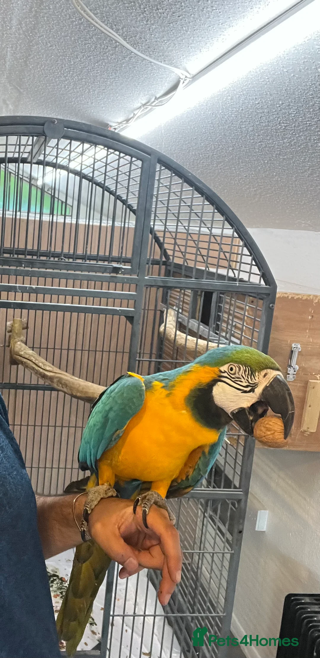Macaws birds for sale: Bonded Breeding Pair Military, Blue & Gold Macaw - Advert 10