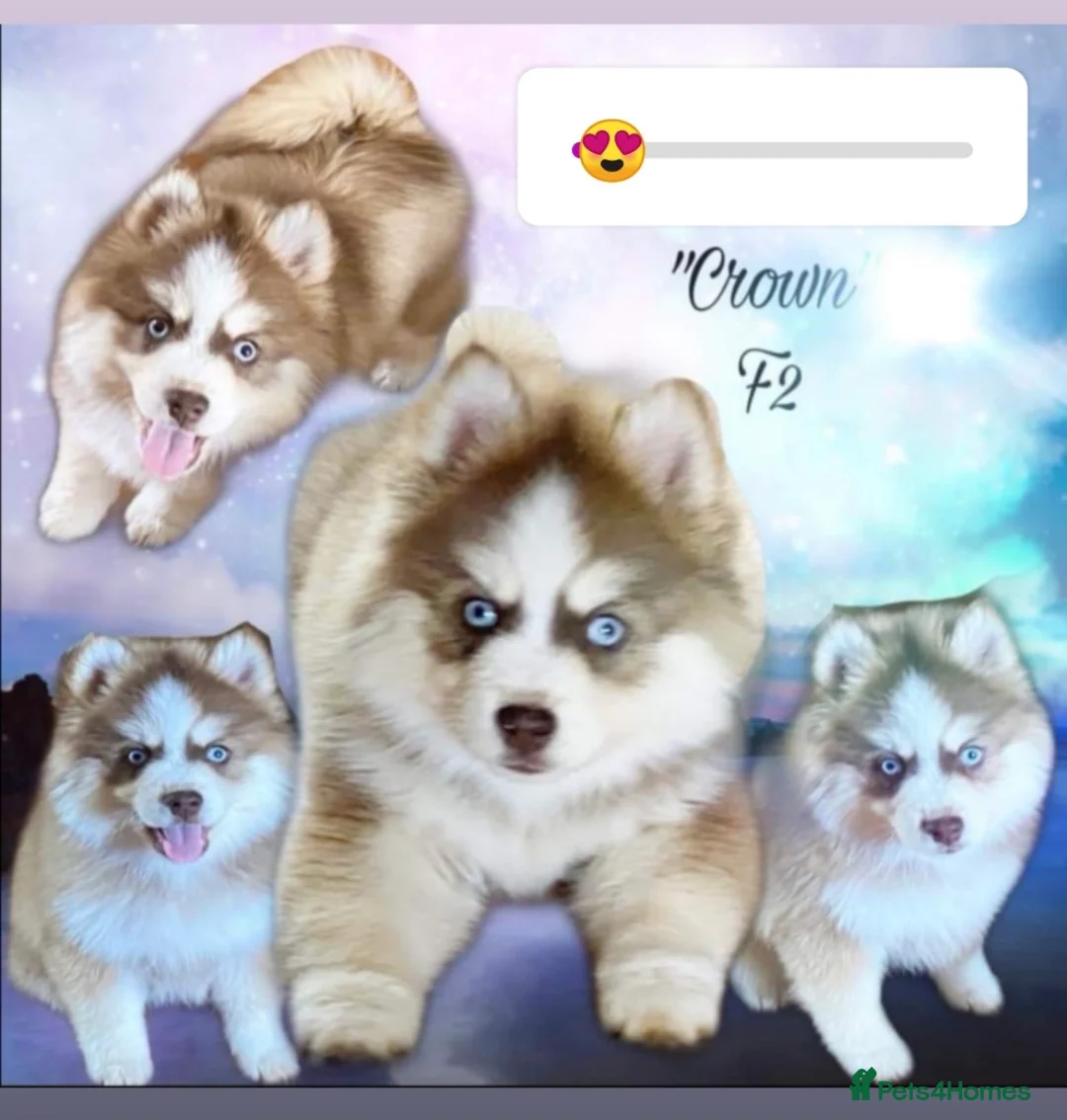 Pomsky dogs for stud: American Import Chocolate Pomsky for Stud in Ammanford - Advert 15