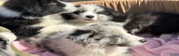 Border Collie dogs for sale: Stunning KC Registered Border Collie Puppies  - Advert 6