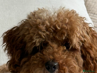 Miniature Poodle dogs - Advert 2