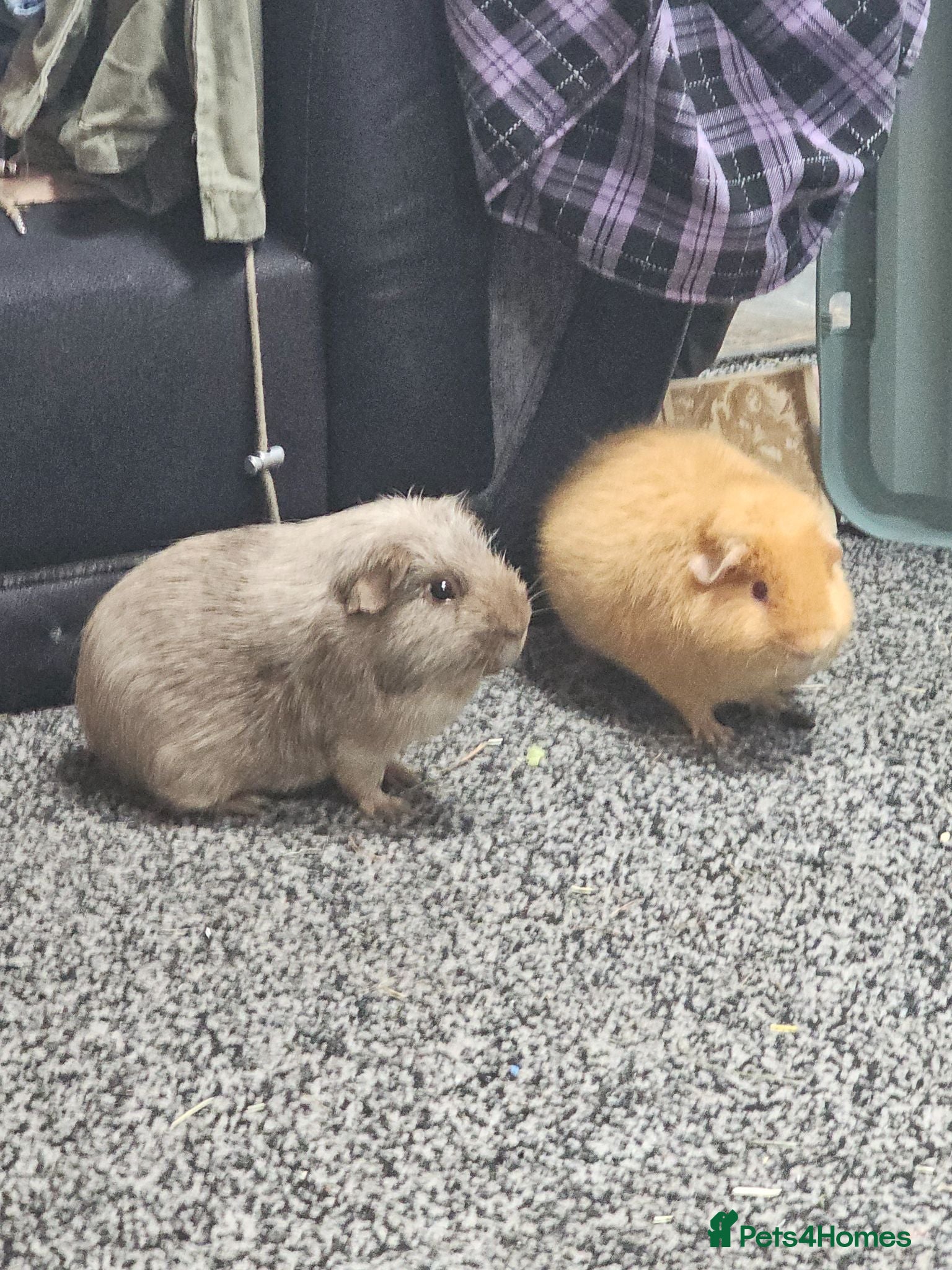 Guinea Pig rodents Two male guinea pigs free to a good home - Advert 1