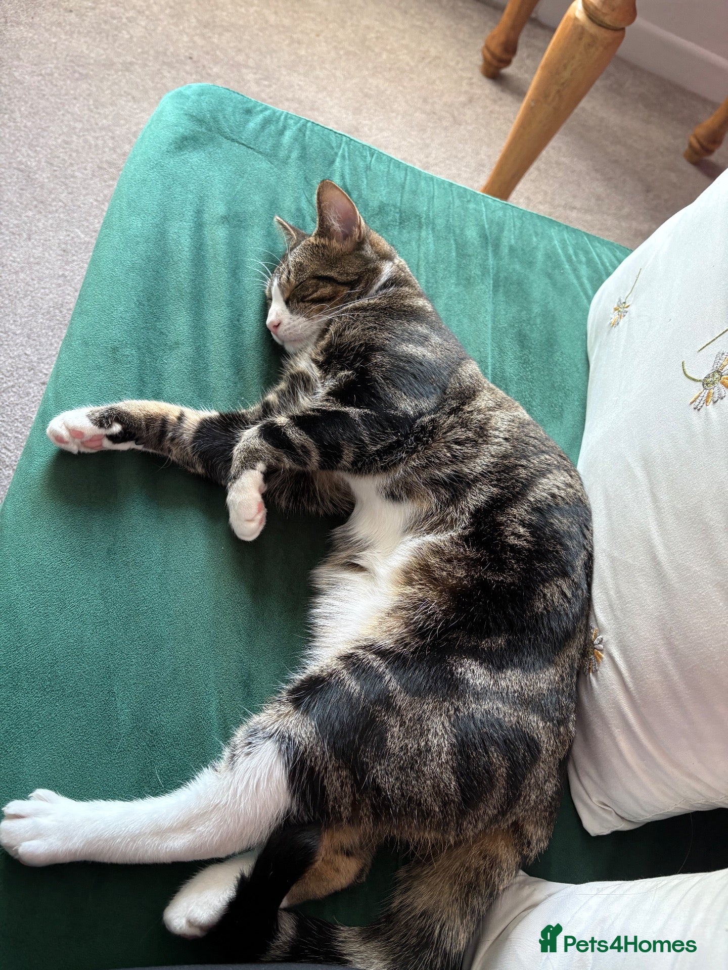 Mixed Breed cats for sale: Beautiful little girl - Advert 2