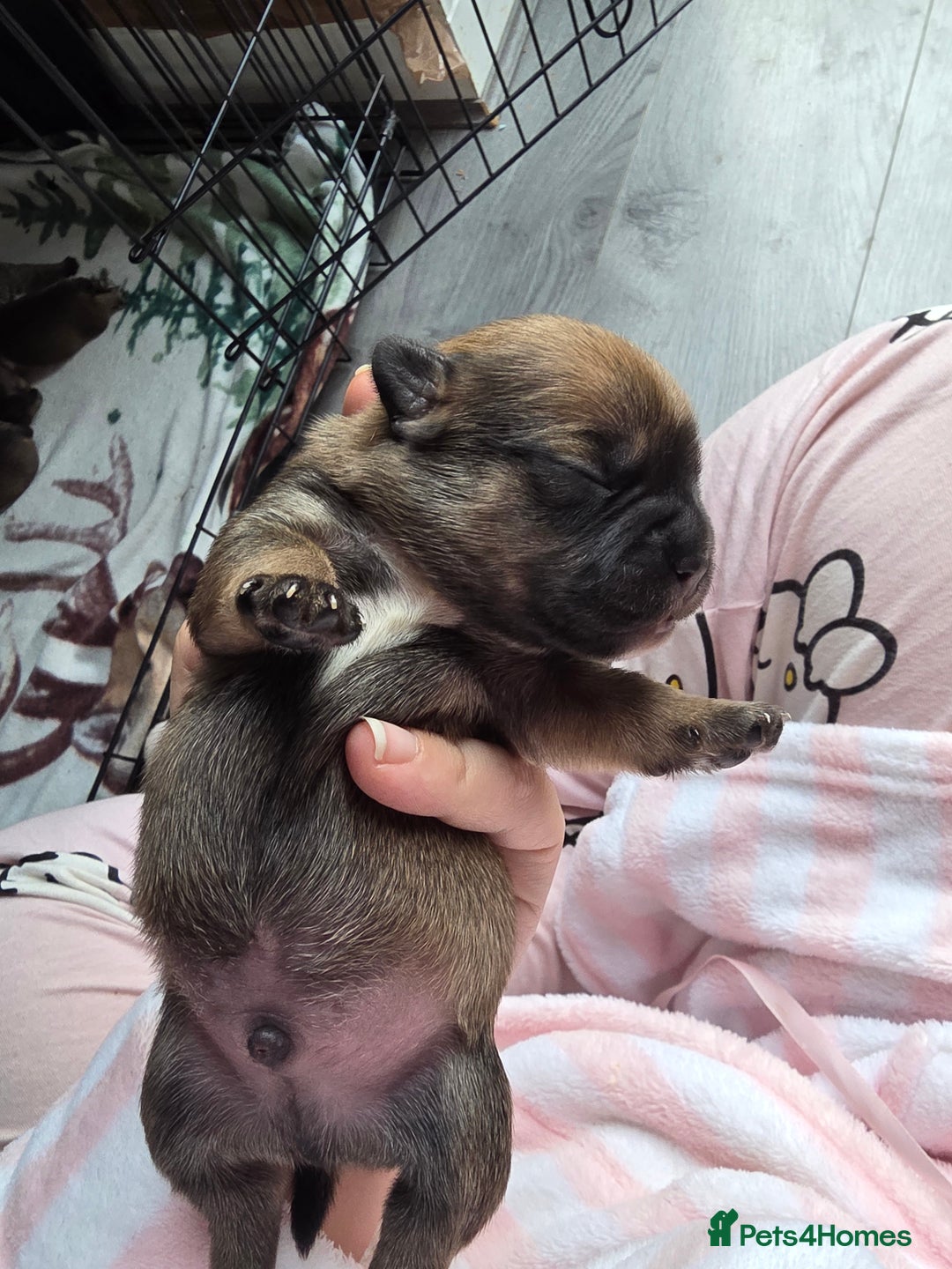 Mixed Breed dogs for sale: French bull jacks - Advert 8