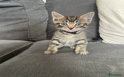 Ragdoll cats for sale: Stunning Ragdoll X for sale - Image 2